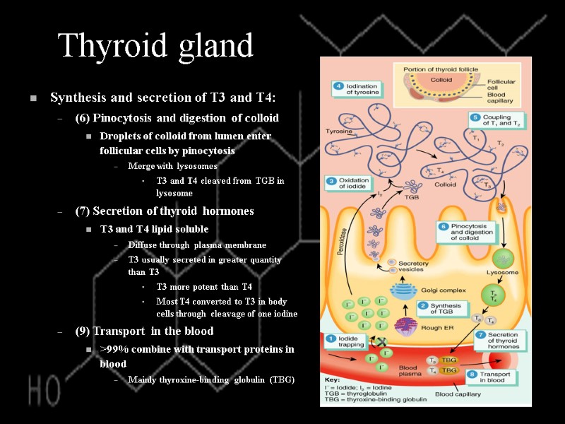 Thyroid gland Synthesis and secretion of T3 and T4: (6) Pinocytosis and digestion of